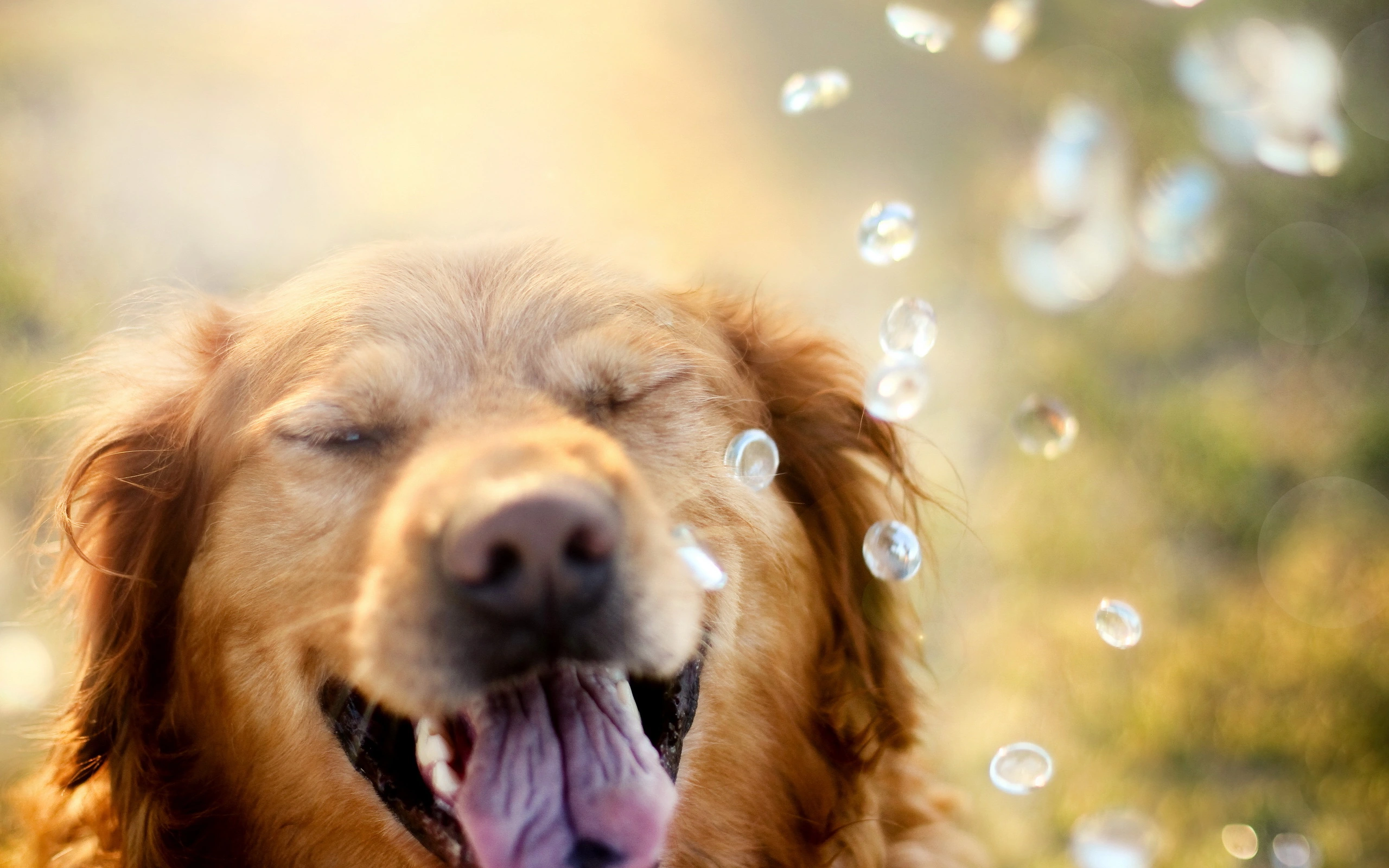 Cachorro feliz